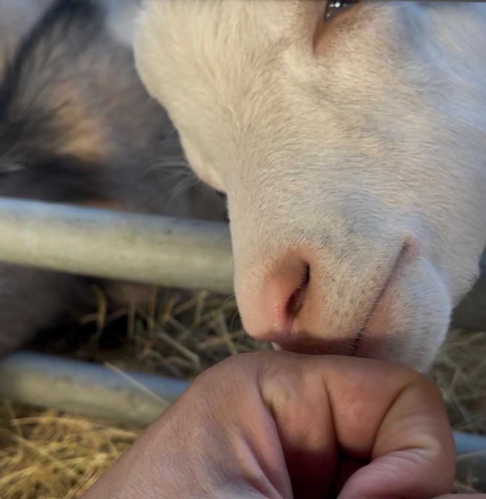 Farma koza Nana Kaas