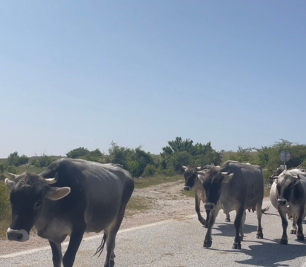 Gatačka krava - buša